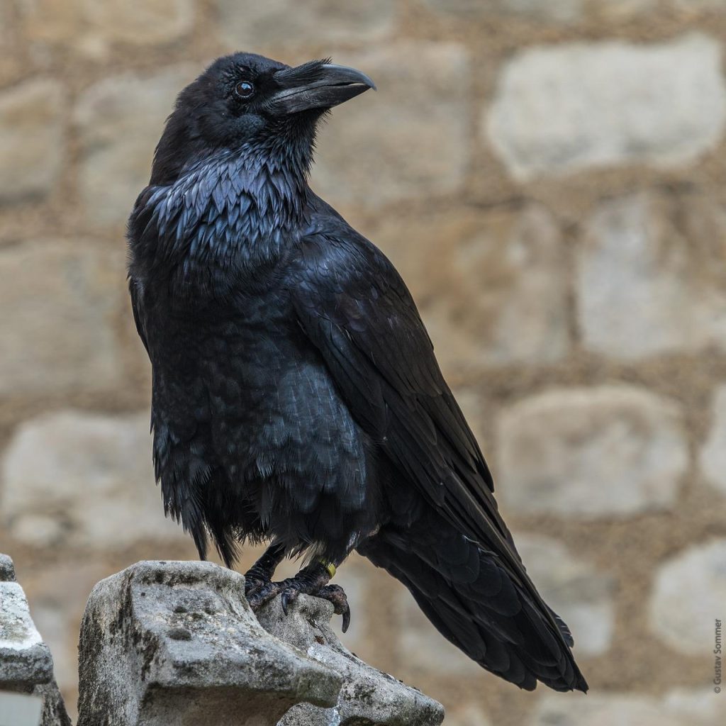 Vogelverschrikker met bewegende onderdelen om kraaien te verjagen uit de tuin